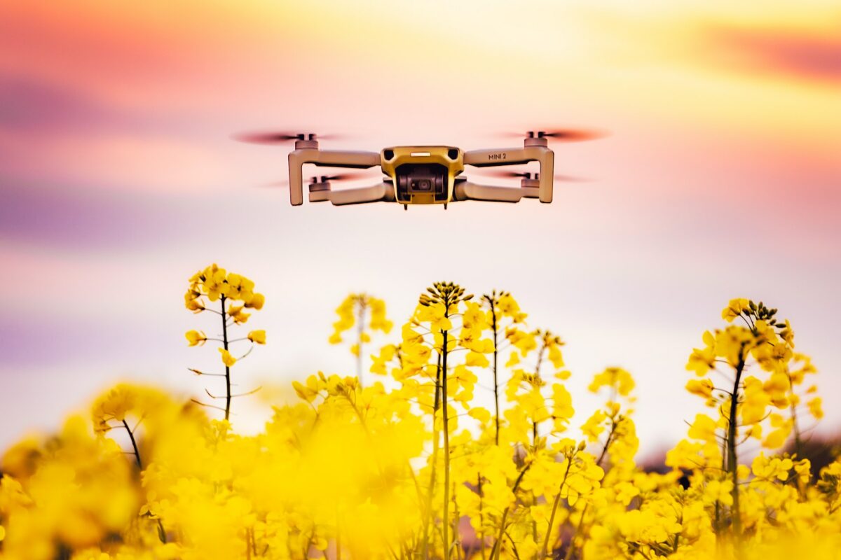 A silver drone flying over yellow flowers on a sunny day